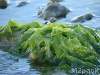 قريباً .. الطحالب الخضراء ضمن قائمة مصادر الطاقة المتجددة