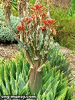 Aloe polyphylla