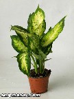 dieffenbachia picta