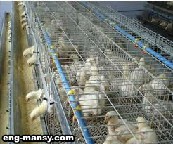 التربية في أقفاص Raising Laying hens on Cages 1 - 2