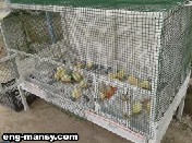 التربية في أقفاص Raising Laying hens on Cages 2 - 2