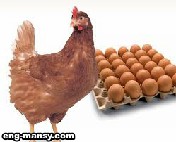 السلالات التجارية لدجاج إنتاج البياض Breeds of Commercial Egg-Type Strains  2 – 3