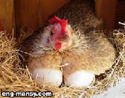 السلالات التجارية لدجاج إنتاج البياض Breeds of Commercial Egg-Type Strains  3 – 3