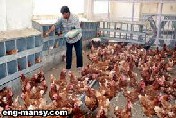 رعاية الدجاج البياض أثناء فترة التربية Managing Laying Hens during Rearing Period