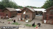 رعاية الدجاج البياض المربى على السلك في أقفاص  Managing Laying hens on Cages 1 – 2