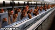 رعاية الدجاج البياض المربى على السلك في أقفاص  Managing Laying hens on Cages 2 – 2