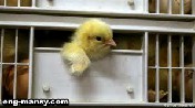 نقل الكتاكيت الفاقسة حديثا إلى المزرعة Transporting the Newly Hatched Chicks