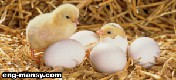 استقبال الكتاكيت receiving the chicks 1 – 2