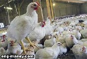 التهویة فی مزارع بداری اللحم  Ventilation in Broiler Chick Houses 3 - 5