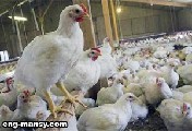 تسويق بداري اللحم marketing broiler chicks 2 – 2