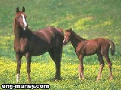 تغذية ورعاية الخيول 6 – 7