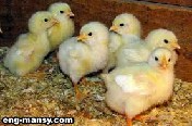 رعاية الكتاكيت الفاقسة حديثا Care of Newly Hatched Chicks  3 - 5