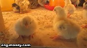 رعاية الكتاكيت الفاقسة حديثا Care of Newly Hatched Chicks  5 - 5