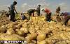 لزراعة تبحث تطوير لجنة تقاوى الحاصلات وتؤكد ارتفاع صادرات البطاطس