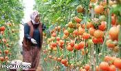 ارتفاع أسعار الطماطم في الأسواق بنسبة 100%