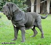 أكبر كلب في العالم