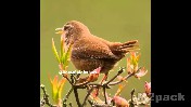 عصفور الأوراسي Eurasian wren