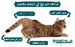 كيف اعرف ان قطتى تزوجت - تبويض القطط