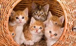 اسماء قطط اناث تركية - القط تيفاني