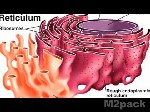 الشبكة الإندوبلازمية    Endoplasmic Reticulum