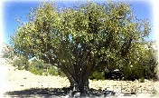 استخدامات شجرة السرول - أنواع شجر السرول هى..