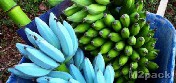 الموز الأزرق مفاجأة لم يتوقعها العلماء