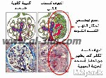 الرمز البريدي للمدينة المنورة