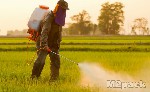أضرار المبيدات الزراعية على الإنسان