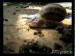 ما هي الرخويات Mollusca - أنواع الرخويات