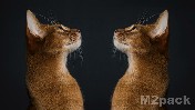 إضافةُ قطةٍ ثانية لتجربة شرودنغر يمكن أن تحطم ميكانيكا الكم