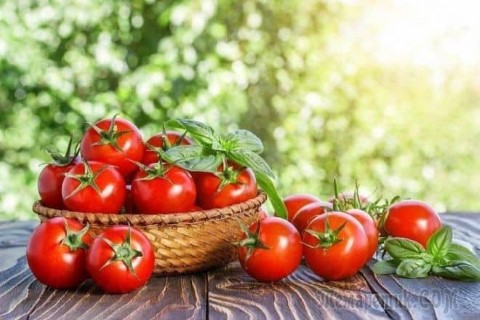 ثانيًا كيفية زراعة الطماطم بشكل جيد