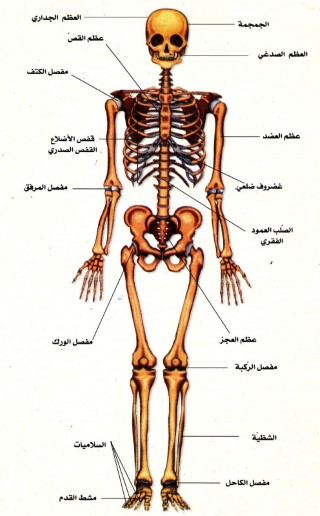 تقرير عن الجهاز الهيكلي - الهيكل العظمي الطرفي