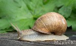 ما هي الرخويات Mollusca - الرخويات