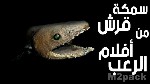 البنية الجسدية للقرش العفريت