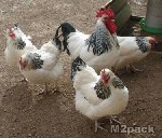 افضل انواع الدجاج للأكل والتربية - وايندوت..