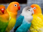 معلومات عن طيور الروز وغذائها وطريقة تكاثرها - طيور الروز
