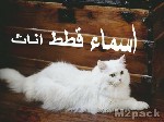 اسماء قطط اناث تركية - القط الشيرازي