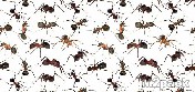 نصائح فعالة للتخلص بسرعة من النمل