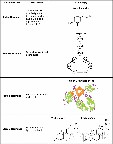 متعدد الببتيد Polypeptide