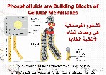 فوسفاتيد Phosphatide