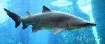 معلومات عن سمك القرش