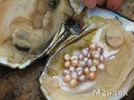 ما هي الرخويات Mollusca - خصائص الرخويات