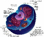  الهيكل الخلوي  Cytoskeleton