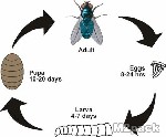 معلومات عن الذباب - دورة حياة الذبابة