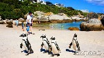 تجارب جنوب إفريقيا سياحة - شاطئ بولدرز..