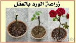 كيفية زراعة الورد البلدي في المنزل - لزراعة ورد الجوري