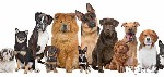 10 معلومات عن كلاب روت وايلر