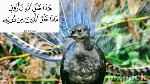 معلومات عن طائر القيثارة