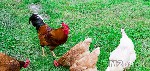نصائح في تربية الدجاج المنزلية