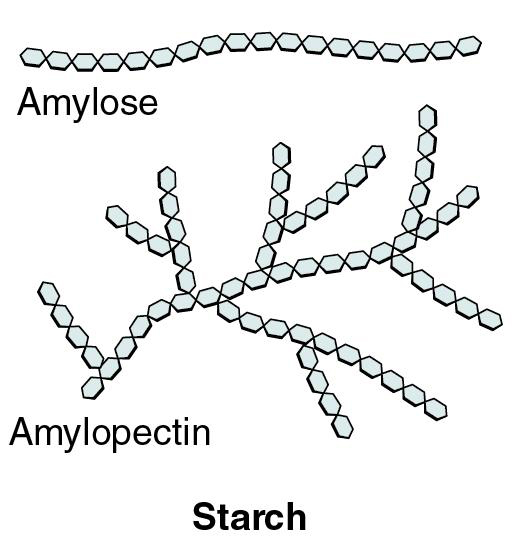 أميلوبكتين Amylopectin